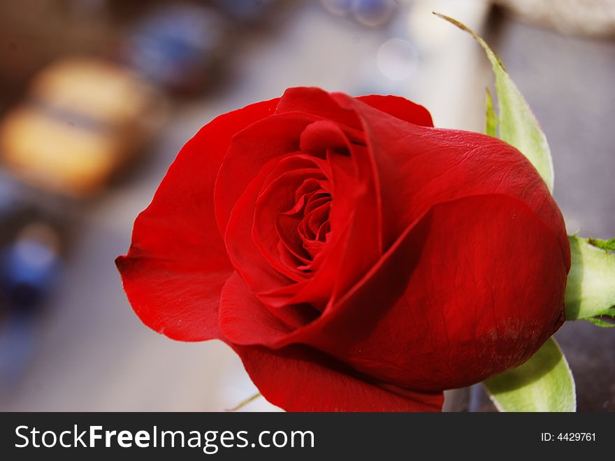 A beautiful red rose closeup.