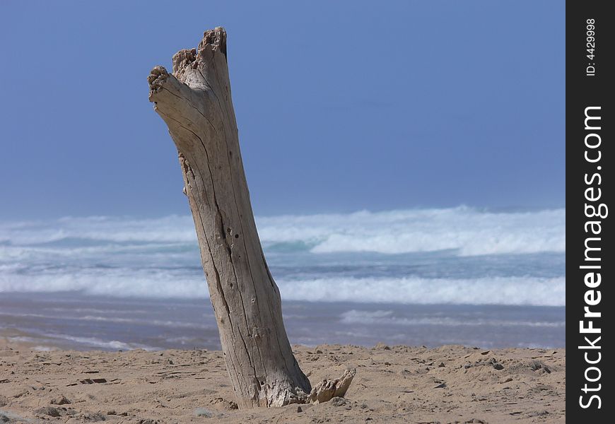 Tree stump on beach