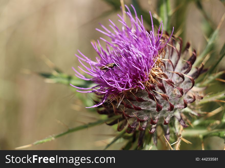 Bug on Cotton thistle