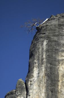Dead Tree On The Edge Of The Rock Stock Images Dead Tree On The Edge Of The Rock Stock Images