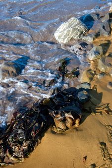 Seaweed Shore Stock Images Seaweed Shore Stock Images