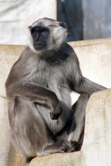 Grey Langur Monkey Royalty Free Stock Photo Grey Langur Monkey Royalty Free Stock Photo