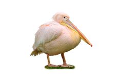 Pink Pelican Stock Photo Pink Pelican Stock Photo