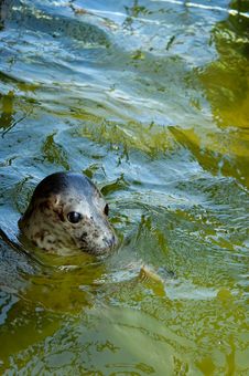 Seal Royalty Free Stock Photo