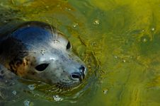 Seal Royalty Free Stock Image