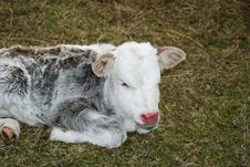 Baby Cow Royalty Free Stock Images