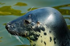 Seal Stock Photo
