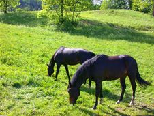 Two Horses Grazing In A Field Royalty Free Stock Image Two Horses Grazing In A Field Royalty Free Stock Image