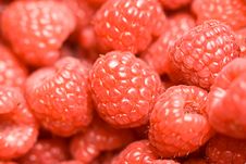 Berry Time Royalty Free Stock Photo