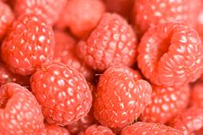 Berry Time Royalty Free Stock Photography