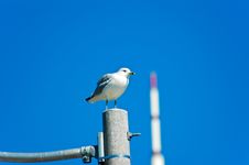 Seagull And CN Tower Royalty Free Stock Photo