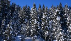 Snow Covered Trees 13 Stock Photo Snow Covered Trees 13 Stock Photo
