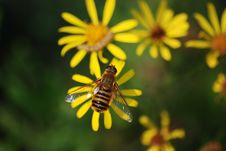 Fly On Flower Royalty Free Stock Image Fly On Flower Royalty Free Stock Image