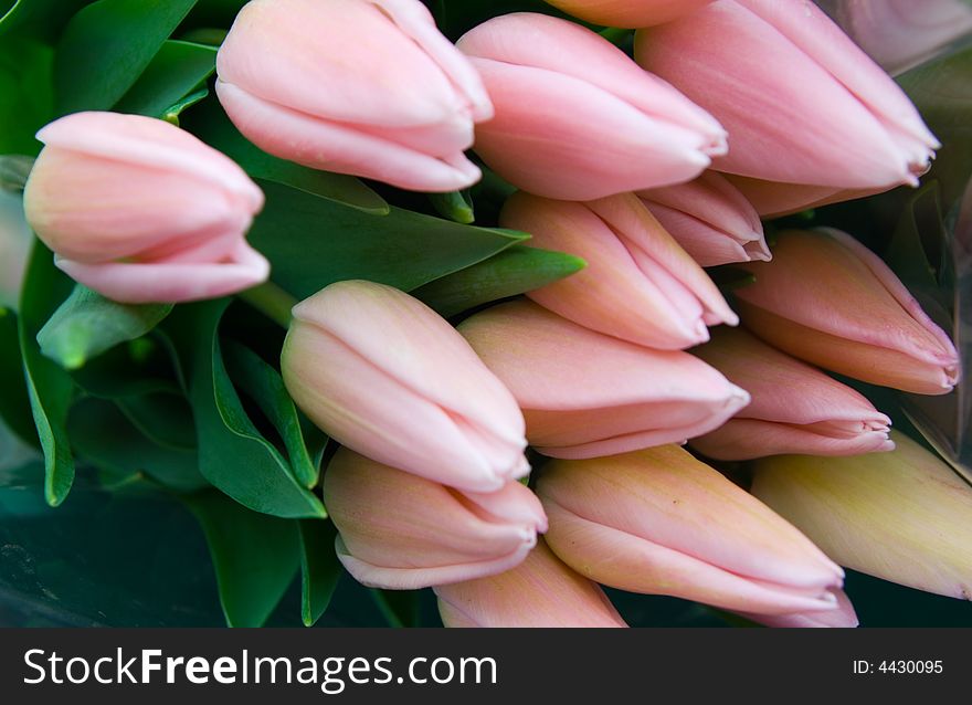 Bunch of 12 pale pink tulips for Mother Day.