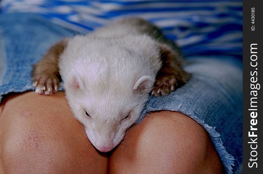 Young female ferret is on girl's lap