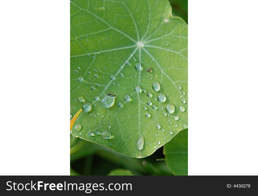 Drops of dew on a green leaf. Drops of dew on a green leaf