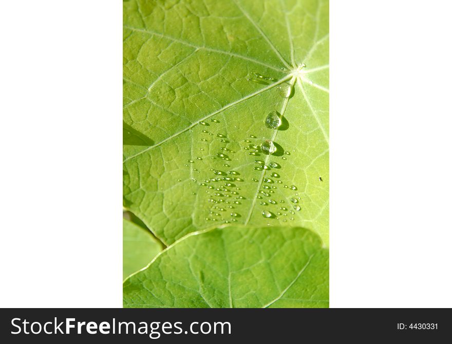 Drops On A Green Leaf