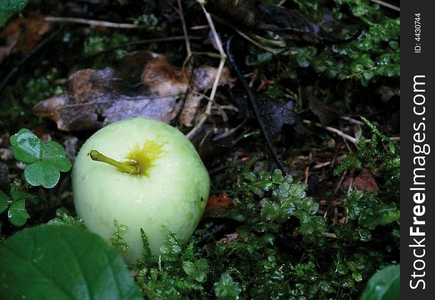 Apple laying on a moss in a wood. Apple laying on a moss in a wood.