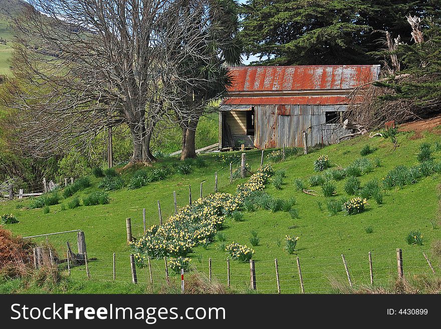 Farm buildings surrounded by green paddocks dotted with clumps of early spring daffodils. Farm buildings surrounded by green paddocks dotted with clumps of early spring daffodils