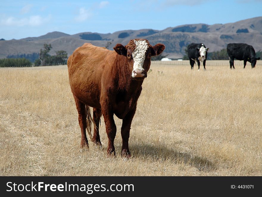 A curious cow in rural New Zealand. A curious cow in rural New Zealand