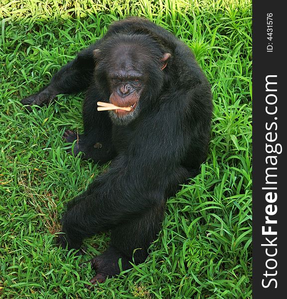 Be just completed the ice cream chimpanzee. Be just completed the ice cream chimpanzee