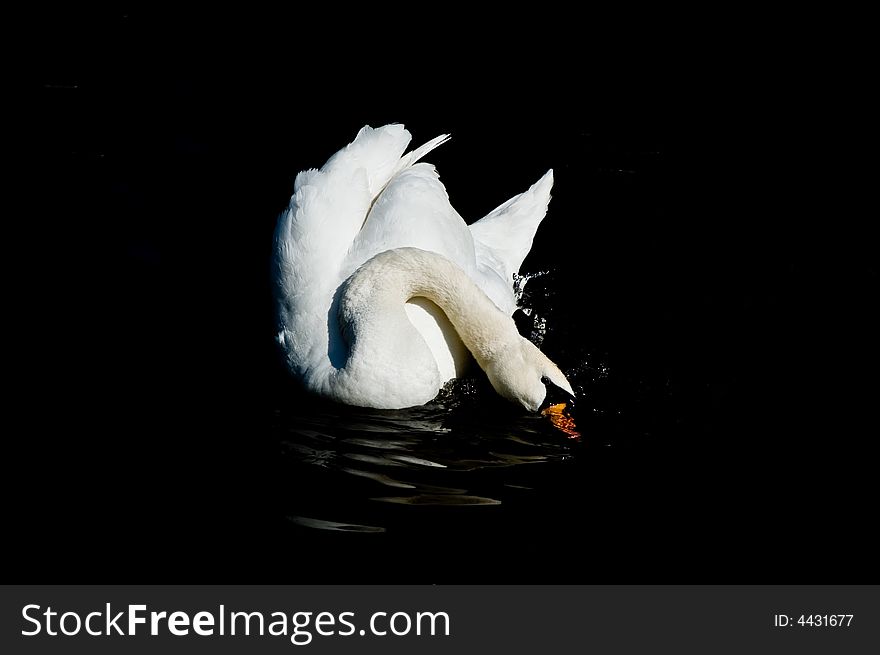Swan washing in black water. Swan washing in black water