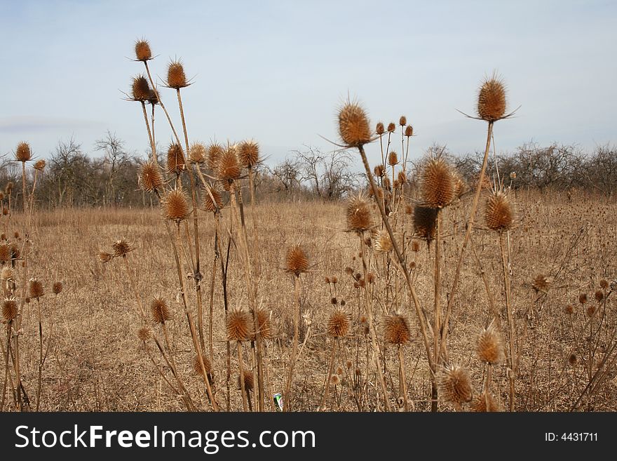 Wild nature - cocklebur in a field