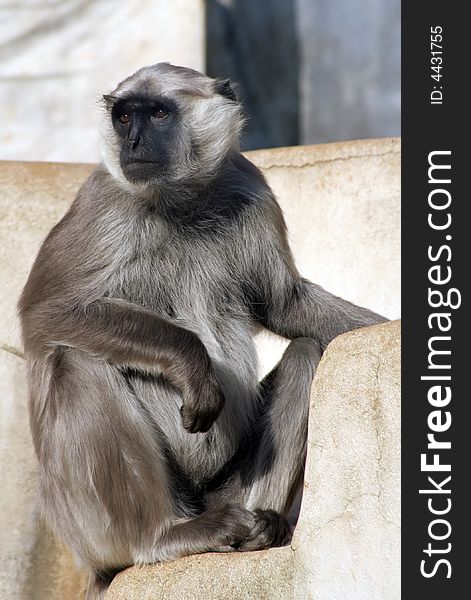 Grey langur monkey sitting on a concrete wall.