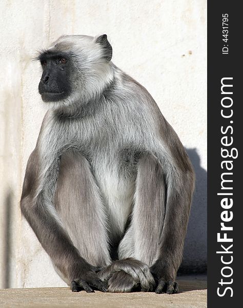 Grey langur monkey sitting on a concrete wall.