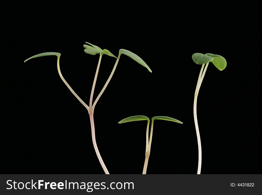 Slim sprouts growing looks like dancing. Slim sprouts growing looks like dancing