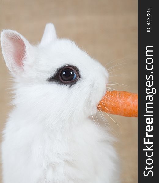 White bunny with carrot, isolated on white