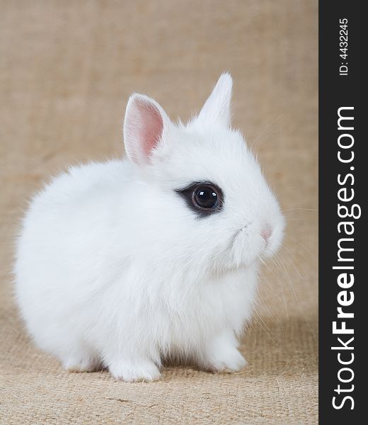 White bunny looking right, isolated