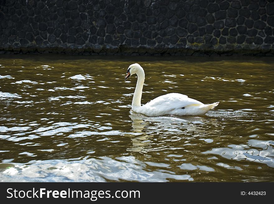 Swan swimming by canal in Amsterdam