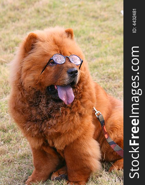 This is a chow chow. it has a glass. This is a chow chow. it has a glass.