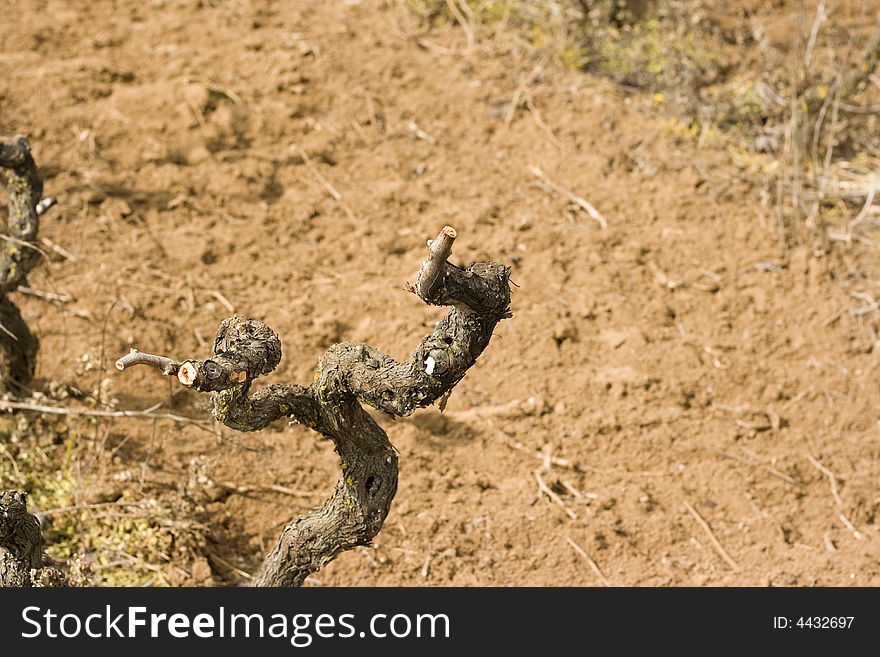 Branch of grapes after pruning.