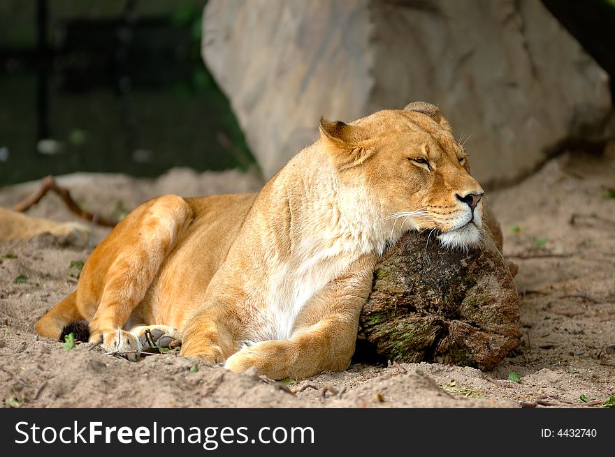 Lioness sleeping and resting on the beam after the hunting. Lioness sleeping and resting on the beam after the hunting