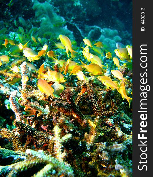 Tropical coral reef fish