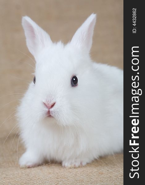 White bunny looking left, isolated