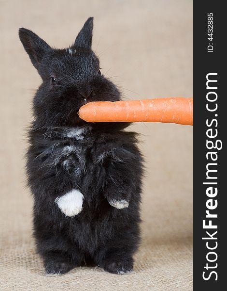 Black bunny with carrot, isolated