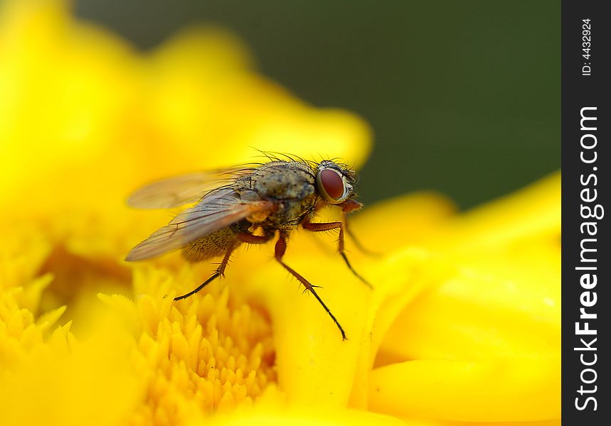 Fly on the flower in the garden