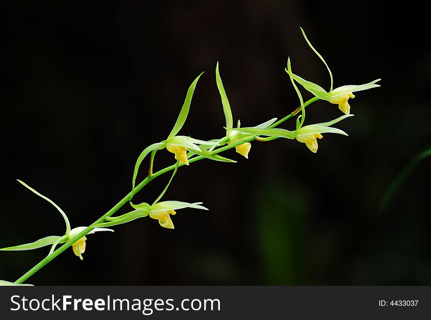 Acerose orchid in black background