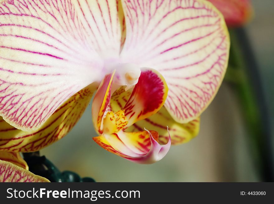 Close-up of pink fresh orchid. Close-up of pink fresh orchid