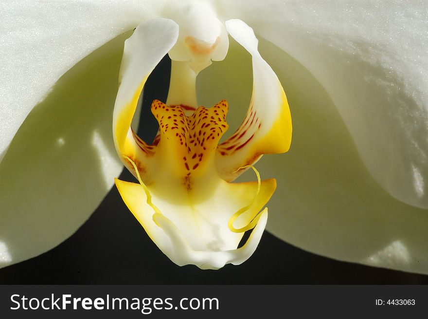 Close-up of orchid pistil, simple but elegant