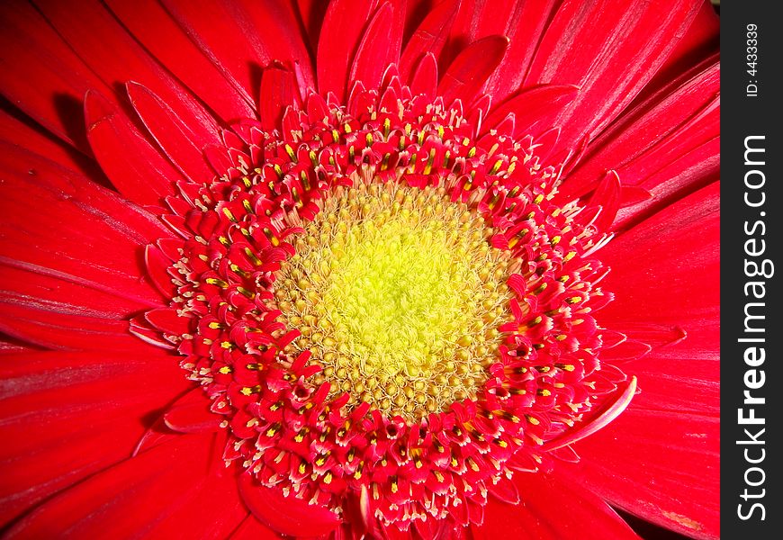 A nice red flower from a floral arrangements. A nice red flower from a floral arrangements