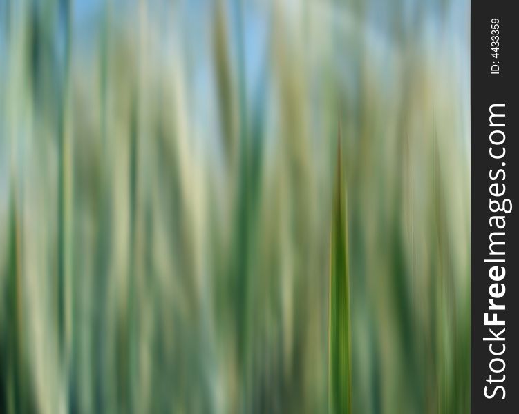 A field summer abstract background. A field summer abstract background