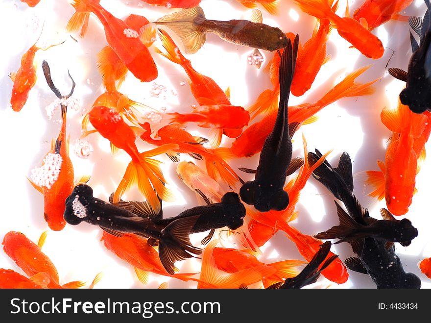 Black,reddish and orange goldfish swim carefree in the clear fresh water. Black,reddish and orange goldfish swim carefree in the clear fresh water.