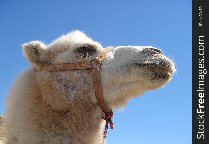 Close up of a Mogolian white camel. Close up of a Mogolian white camel