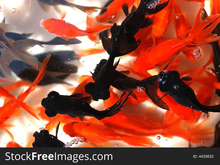 A Swarm Of Goldfishes