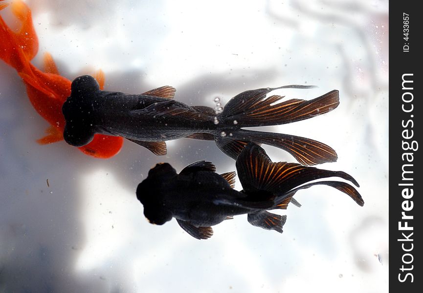 Two black goldfish swim carfree in the clear water