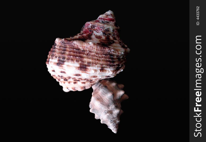 This is the sea shell